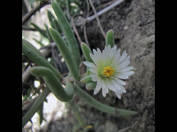 Delosperma nakurense
Trefwoorden: Plant;Aizoaceae;Bloem;wit