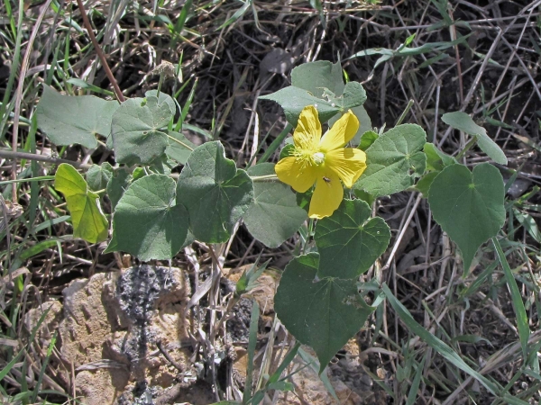 Abutilon mauritianum
Country Mallow, Bush Mallow (Eng) Maumanda (Ksw)
Trefwoorden: Plant;Malvaceae;Bloem;geel