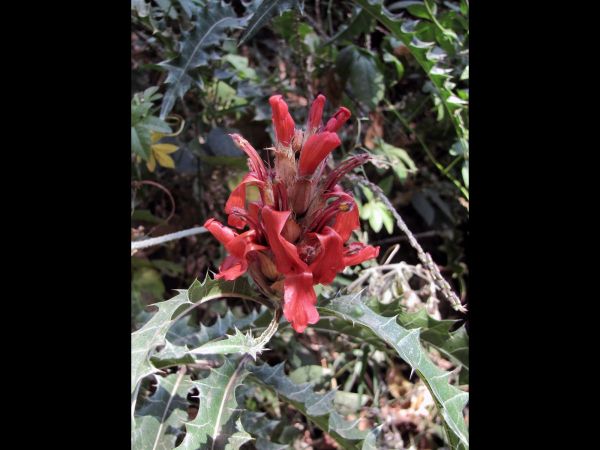 Acanthus sennii
Ethiopian Acanthus (Eng)
Trefwoorden: Plant;Acanthaceae;Bloem;rood