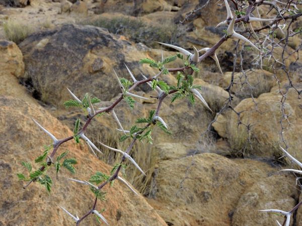 Acacia erioloba
Camelthorn (Eng) Kameeldoring (Afr) 
Keywords: Plant;Boom;Fabaceae