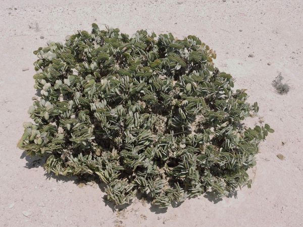 Zygophyllum stapfii
Dollar Bush (Eng) Daalderplant (Afr) 
Trefwoorden: Plant;Zygophyllaceae