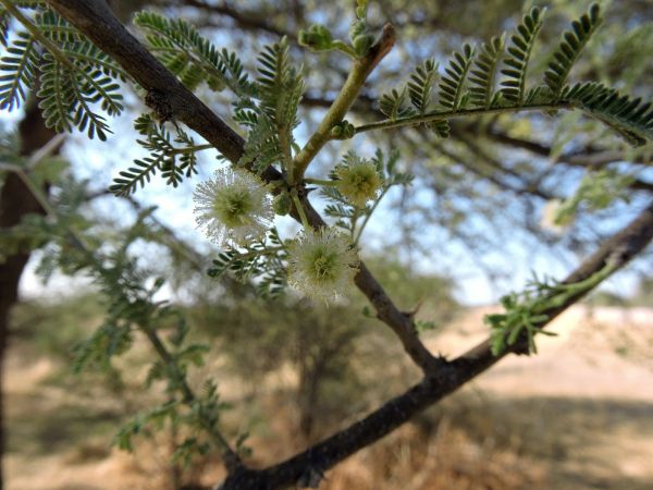 Acacia tortilis
Umbrella Thorn (Eng) Haak-en-Steek (Afr) 
Trefwoorden: Plant;Fabaceae;Bloem;wit;Boom