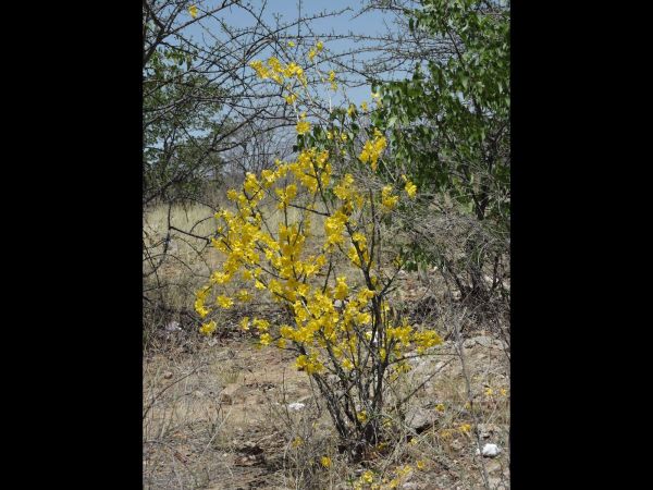 Rhigozum brevispinosum
Simple-Leaved Rhigozum (Eng) Wilde Granaat (Afr) 
Trefwoorden: Plant;Bignoniaceae;Bloem;geel