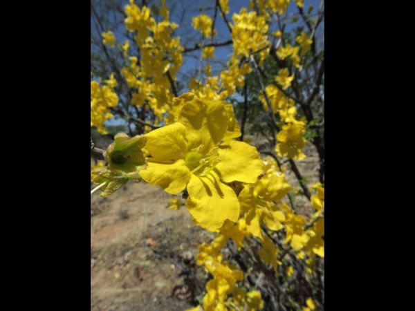Rhigozum brevispinosum
Simple-Leaved Rhigozum (Eng) Wilde Granaat (Afr)
Trefwoorden: Plant;Bignoniaceae;Bloem;geel
