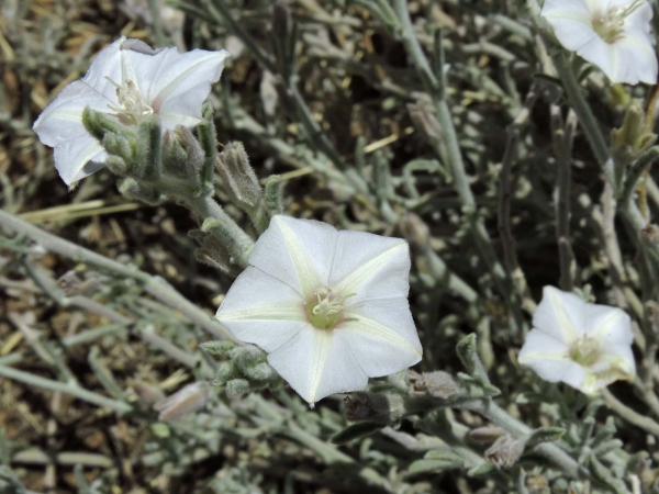 Convolvulus; C. sagittatus
Wild Bindweed (Eng) Klimop, Bobbejaantou (Afr) 
Trefwoorden: Plant;Convolvulaceae;Bloem;wit;roze