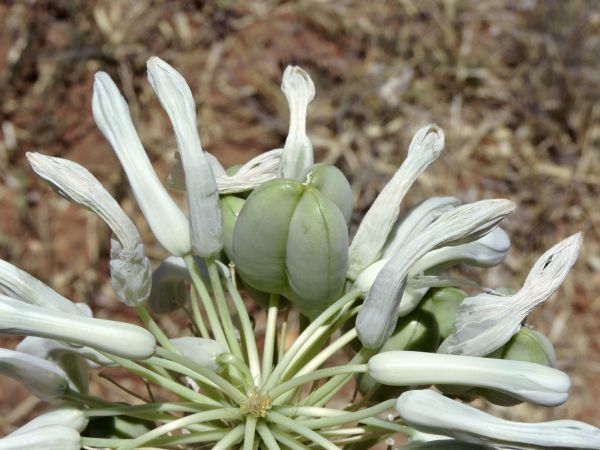 Pseudogaltonia clavata
Desert Hyacinth, Cape Hyacinth (Eng) Slangkop (Afr)
Trefwoorden: Plant;Asparagaceae;vrucht