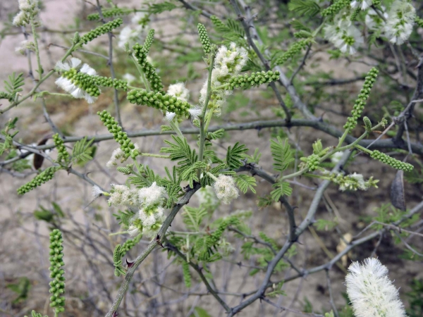 Senegalia polyacantha
White Thorn (Eng)  Witdoring (Afr)
Trefwoorden: Plant;Boom;Fabaceae;Bloem;wit