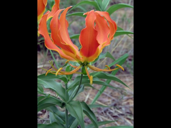 Gloriosa superba
Flame Lily (Eng)
Trefwoorden: Plant;Colchicaceae;Bloem;groen;geel;oranje;rood