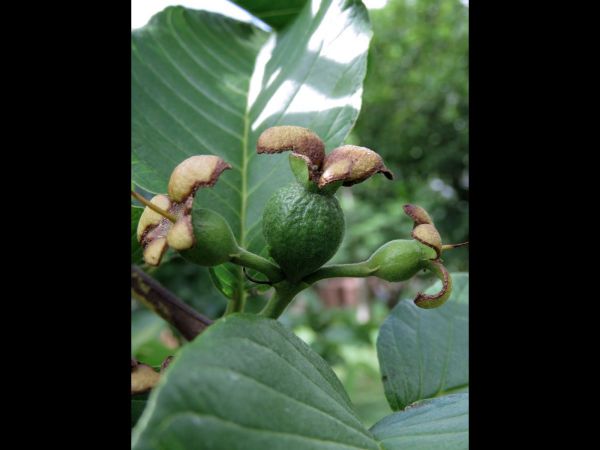 Psidium guajava
Guava (Eng)
Trefwoorden: Plant;Boom;Myrtaceae;vrucht;cultuurgewas