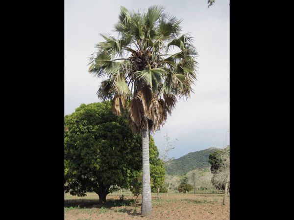 Hyphaene petersiana
Northern Lala Palm (Eng)
Trefwoorden: Plant;Arecaceae