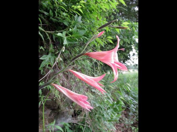 Gladiolus oligophlebius
Trefwoorden: Plant;Iridaceae;Bloem;roze