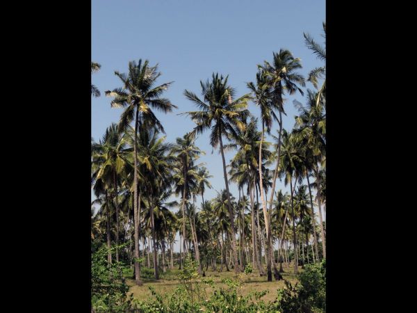 Cocos nucifera
Coconut Palm (Eng)
Trefwoorden: Plant;Boom;Arecaceae;cultuurgewas