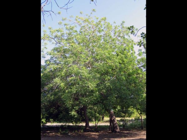Sclerocarya birrea ssp. caffra
Merula Tree (Eng) mng'ongo (Ksw) 
Trefwoorden: Plant;Boom;Anacardiaceae
