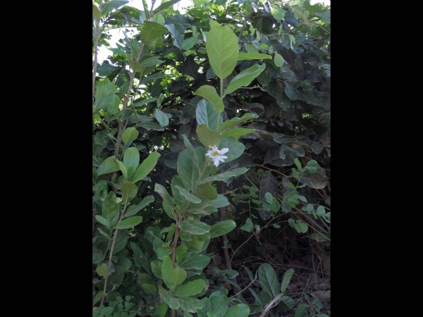 Xylotheca; X. tettensis
Northern African Dog-rose (Eng)
Trefwoorden: Plant;Boom;struik;Achariaceae;Bloem;wit