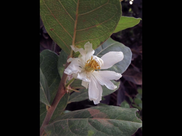 Xylotheca; X. tettensis
Northern African Dog-rose (Eng)
Trefwoorden: Plant;Boom;struik;Achariaceae;Bloem;wit