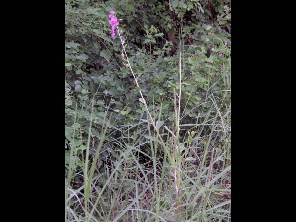 Talinum portulacifolium
Fameflower, Flameflower (Eng)
Trefwoorden: Plant;Portulacaceae;Bloem;purper