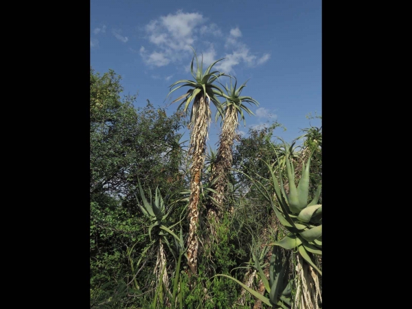 Aloe volkensii
Tanzanian Aloe (Eng)
Trefwoorden: Plant;Asphodelaceae