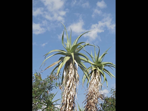 Aloe volkensii
Tanzanian Aloe (Eng)
Trefwoorden: Plant;Asphodelaceae