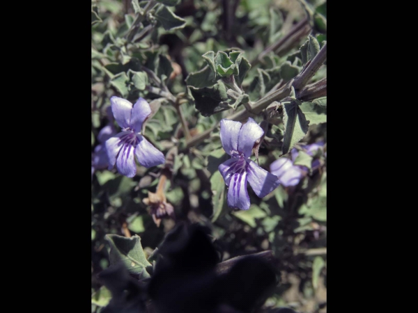 Dyschoriste; D. hildebrandtii
Hildebrandt's Snakeherb (Eng)
Trefwoorden: Plant;struik;Acanthaceae;Bloem;blauw;lila