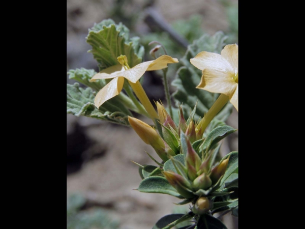Barleria eranthemoides
Trefwoorden: Plant;Acanthaceae;Bloem;geel