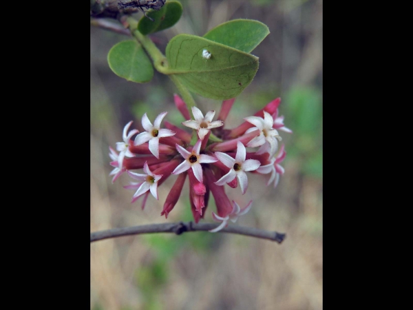 Carissa spinarum
Conkerberry, Bush Plum (Eng)
Trefwoorden: Plant;struik;Apocynaceae;Bloem;wit;roze
