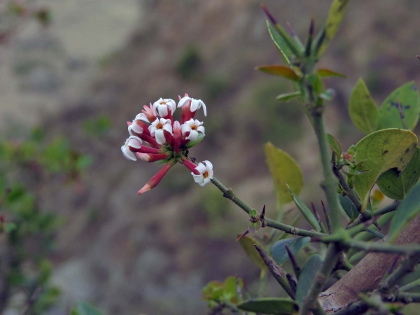 Carissa spinarum
Conkerberry, Bush Plum (Eng)
Trefwoorden: Plant;struik;Apocynaceae;Bloem;wit;roze