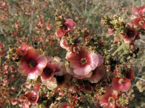 Salsola; S. oppositifolia
Saltwort (Eng) Loogkruid (Ned)
Trefwoorden: Plant;Amaranthaceae;bloem;roze;woestijn;kustplant