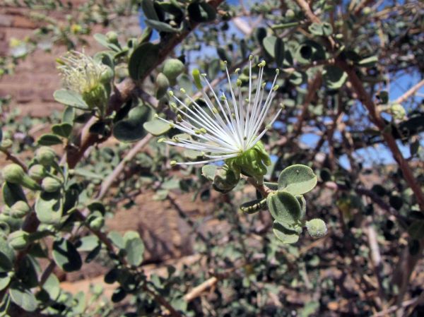 Maerua crassifolia
Sahr (Ar)
Trefwoorden: Plant;Boom;struik;Capparaceae;Bloem;wit;woestijn