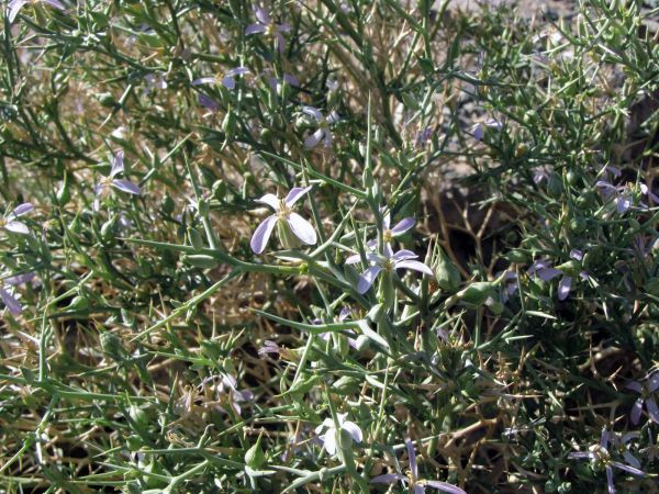Zilla Spinosa
Spiny zilla (Eng) Bisilla (Ar) 
Trefwoorden: Plant;struik;Brassicaceae;Bloem;lila;woestijn