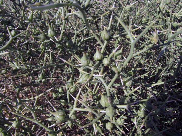 Zygophyllum coccineum
Bawwal (Ar) - fruit
Trefwoorden: Plant;Zygophyllaceae;vrucht;woestijn