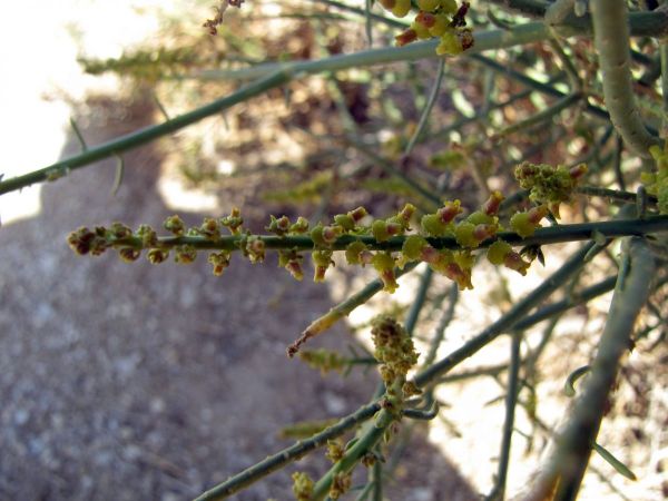 Ochradenus; O.socotranus
Trefwoorden: Plant;Resedaceae;Bloem;woestijn