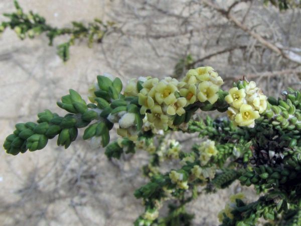 Thymelaea hirsuta
Mitnan (Ar)
Trefwoorden: Plant;Thymelaeaceae;Bloem;geel