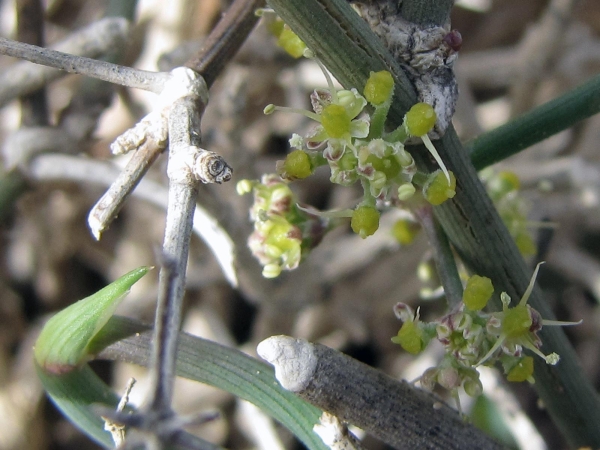 Deverra; D. denudata
Broom Celery, Desert Guezah (Eng) Wildeseldery (Afr)
Trefwoorden: Plant;struik;Apiaceae;Bloem;groen;onopvallend