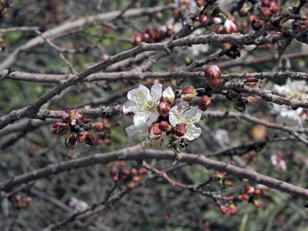 Prunus; P. armeniaca
Apricot (Eng) Abrikoos (Ned) Al-mishmish, Al-barqūq  (Arab)
Trefwoorden: Plant;boom;Rosaceae;Bloem;wit;cultuurgewas