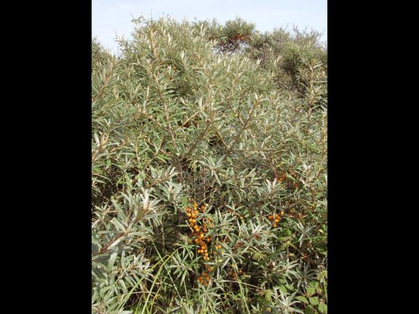 Hippophae rhamnoides
Sea Buckthorn (Eng) Duindoorn (Ned) Sanddorn (Ger)
Trefwoorden: Plant;struik;Elaeagnaceae