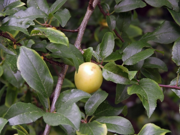 Prunus domestica insititia
Damson (Eng) MIrabel, Kroosje, Kroospruim (Ned) Kriechen-Pflaume, Hafer-Pflaume (Ger)
Trefwoorden: Plant;Boom;cultuurgewas;Rosaceae;vrucht