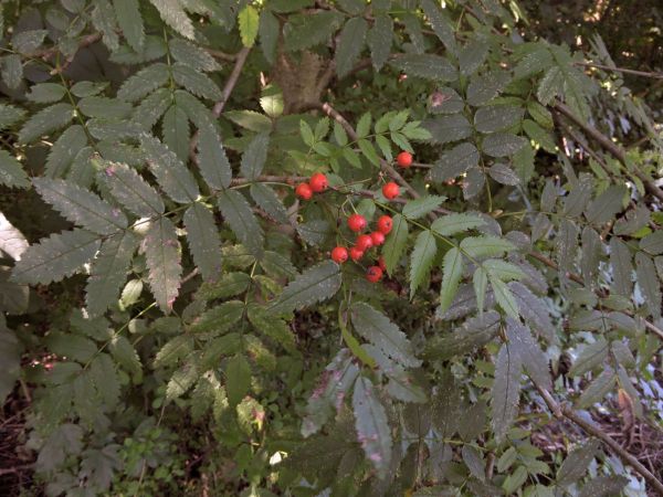 Sorbus aucuparia
Rowan (Eng) Wilde Lijsterbes (Ned) Vogelbeere (Ger) 
Trefwoorden: Plant;Boom;Rosaceae;vrucht