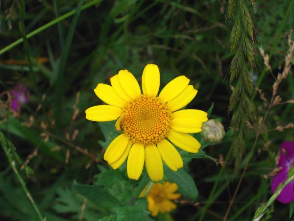 Glebionis segetum
Corn Marigold (Eng) Gele Ganzenbloem (Ned) Saat-Wucherblume (Ger)
Trefwoorden: Plant;Asteraceae;Bloem;geel