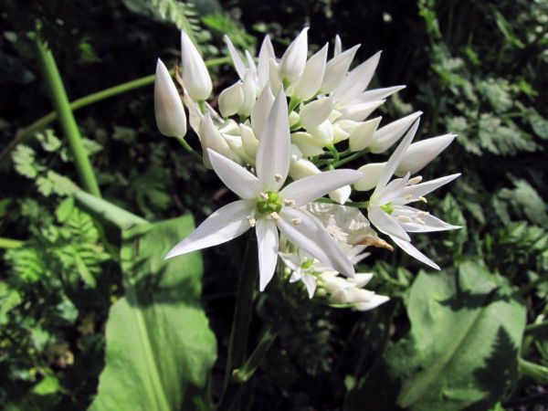 Allium ursinum
Ramsons (Eng) Daslook (Ned) Bärlauch (Ger)
Trefwoorden: Plant;Amaryllidaceae;Bloem;wit;bosplant;stinzenplant