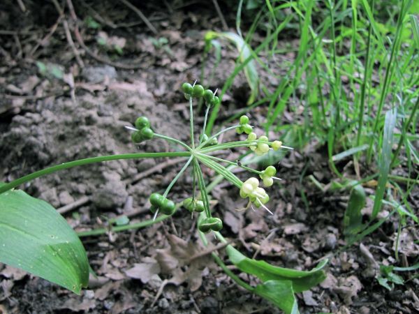 Allium ursinum
Ramsons (Eng) Daslook (Ned) Bärlauch (Ger) - seeds
Trefwoorden: Plant;Amaryllidaceae;Bloem;wit;bosplant;stinzenplant