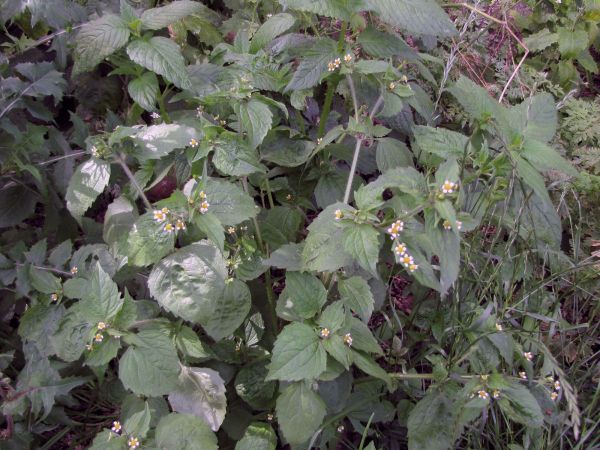 Galinsoga; G. quadriradiata
Shaggy Soldier (Eng) Harig Knopkruid (Ned) Behaartes Knopfkraut (Ger)
Trefwoorden: Plant;Asteraceae;Bloem;wit