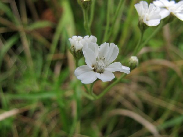 Achillea ptarmica
Sneezewort (Eng) Wilde  bertram (Ned) Sumpf-Schafgarbe (Ger) - young flower
Trefwoorden: Plant;Asteraceae;Bloem;wit;oeverplant