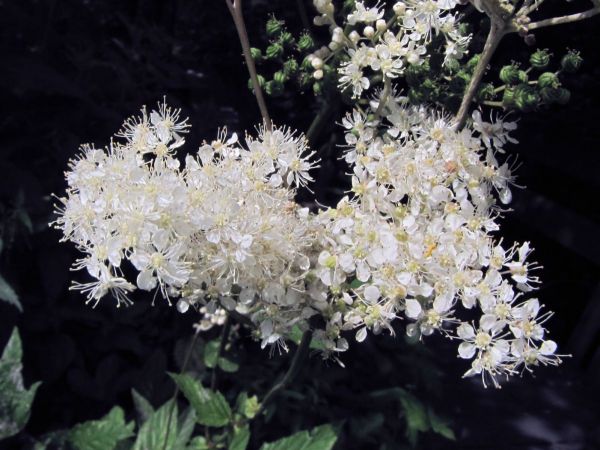 Filipendula ulmaria
Meadowsweet (Eng) Moerasspirea (Ned) Echtes Mädesüß (Ger)
Trefwoorden: Plant;Rosaceae;Bloem;wit