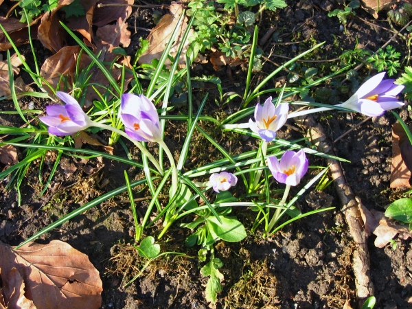 Crocus vernus
Spring Crocus (Eng) Bonte Krokus (Ned) Frühlings-Krokus (Ger)
Trefwoorden: Plant;Iridaceae;Bloem;blauw;wit;Stinzenplant