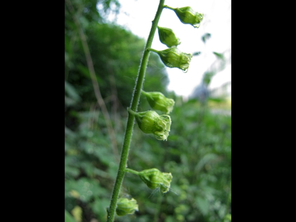 Tellima grandiflora
Fringecups (Eng) Franjekelk (Ned) Falsche Alraunenwurzel, Fransenbecher (Ger) 
Trefwoorden: Plant;Saxifragaceae;Bloem;groen;roze