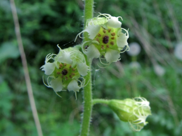 Tellima grandiflora
Fringecups (Eng) Franjekelk (Ned) Falsche Alraunenwurzel, Fransenbecher (Ger) 
Trefwoorden: Plant;Saxifragaceae;Bloem;groen;roze