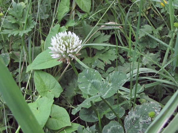 Trifolium repens
White Clover (Eng) Witte Klaver (Ned) Weiß-Klee (Ger)
Trefwoorden: Plant;Fabaceae;Bloem;wit