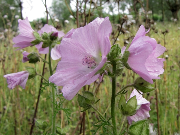 Malva moschata
Musk Mallow (Eng) Muskuskaasjeskruid (Ned) Moschus-Malve (Ger)
Trefwoorden: Plant;Malvaceae;Bloem;roze