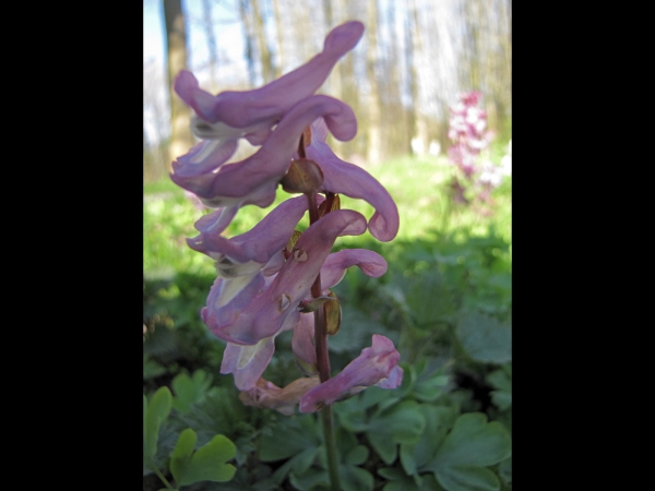 Corydalis cava
Hollowroot (Eng) Holwortel (Ned) Hohler Lerchensporn (Ger)
Trefwoorden: Plant;Papaveraceae;Bloem;wit;paars;bosplant;stinzenplant