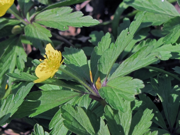 Anemonoides ranunculoides
Yellow Anemone, Yellow Wood Anemone, Buttercup Anemone (Eng) Gele Anemoon (Ned) Gelbes Windröschen (Ger)
Trefwoorden: Plant;Ranunculaceae;Bloem;geel;bosplant;stinzenplant